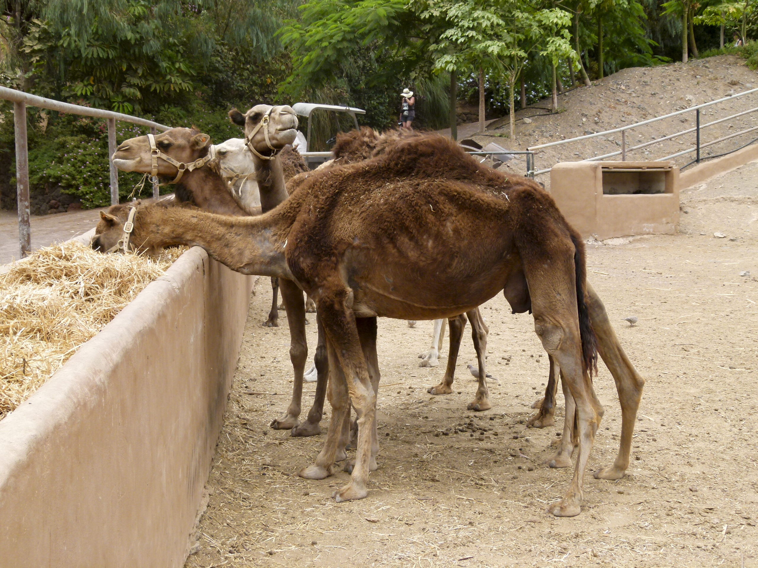 Fuerteventura med barn — familjevänlig sandstrand och resort